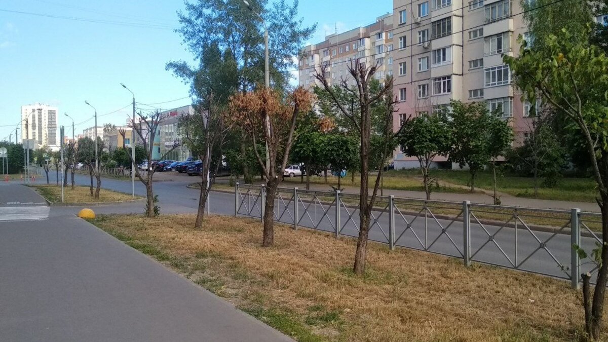     В Казани местные жители пожаловались на отсутствие полива травы и деревьев. С соответствующими обращениями граждане выступили в комментариях Telegram-канала мэрии города.