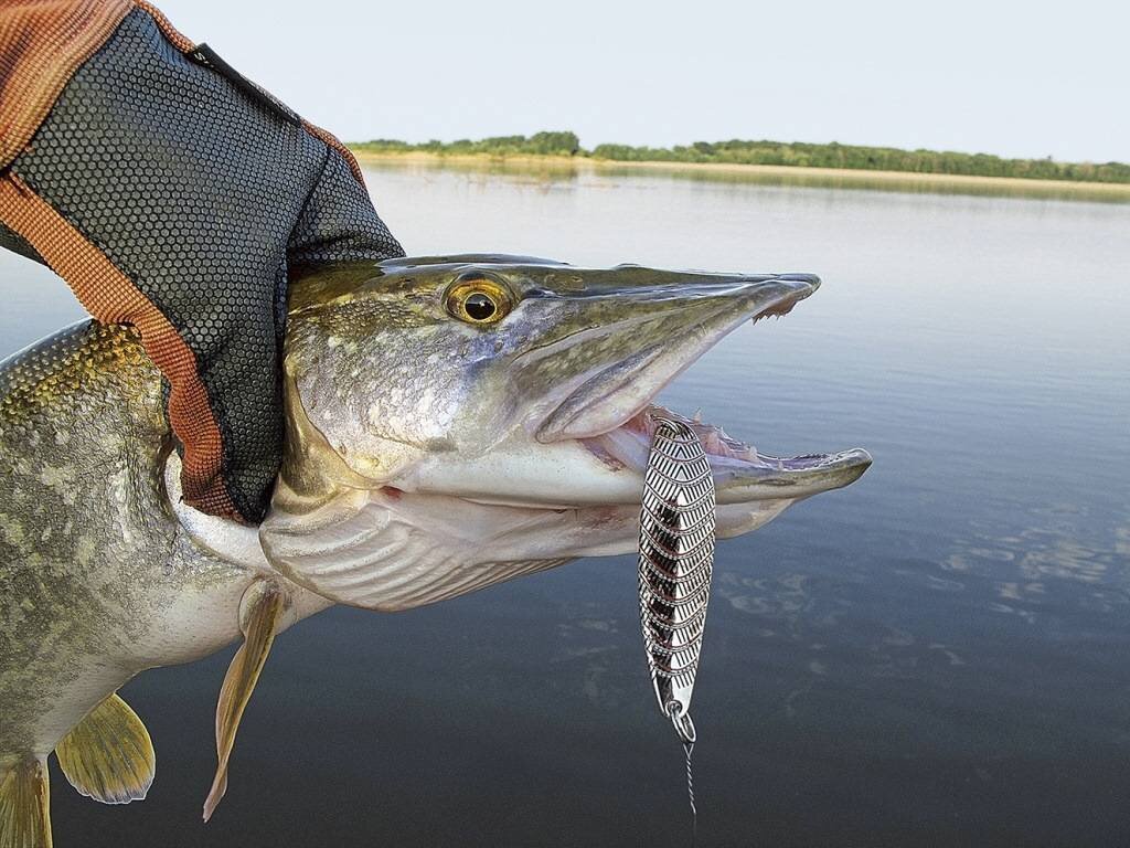 Как вытащить щуку из воды?🎣 | Все о рыбалке | Дзен