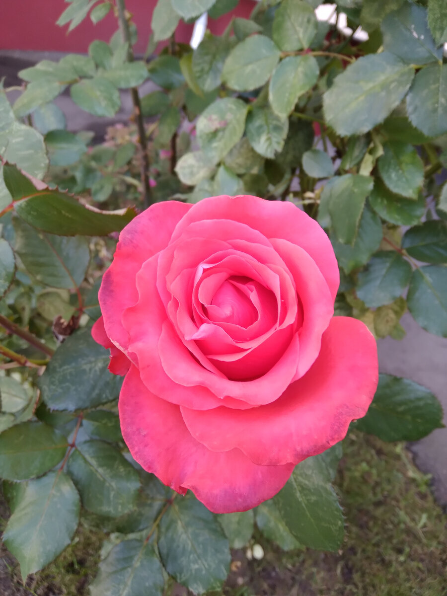 Почему в публикации про секс на фотографии изображена розочка? А что бы вы хотели, чтобы там было изображено? Это как в анекдоте: человек приехал в командировку в Одессу, и у него сломались часы. Идёт он по улице, ищет часовую мастерскую. Видит: дверь, а над ней висят часы. Заходит и просит починить ему часы. Но ему отвечают: "Мы не чиним часы! Мы делаем обрезание!" Человек удивился: "Тогда почему у вас над дверью висят часы?" - "А что бы вы хотели, чтобы там висело?"