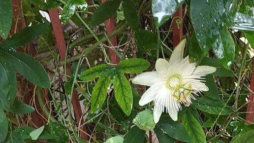 Наталья Сопнева | Поймала! Пассифлора, она же маракуйя, она же цветок ...
