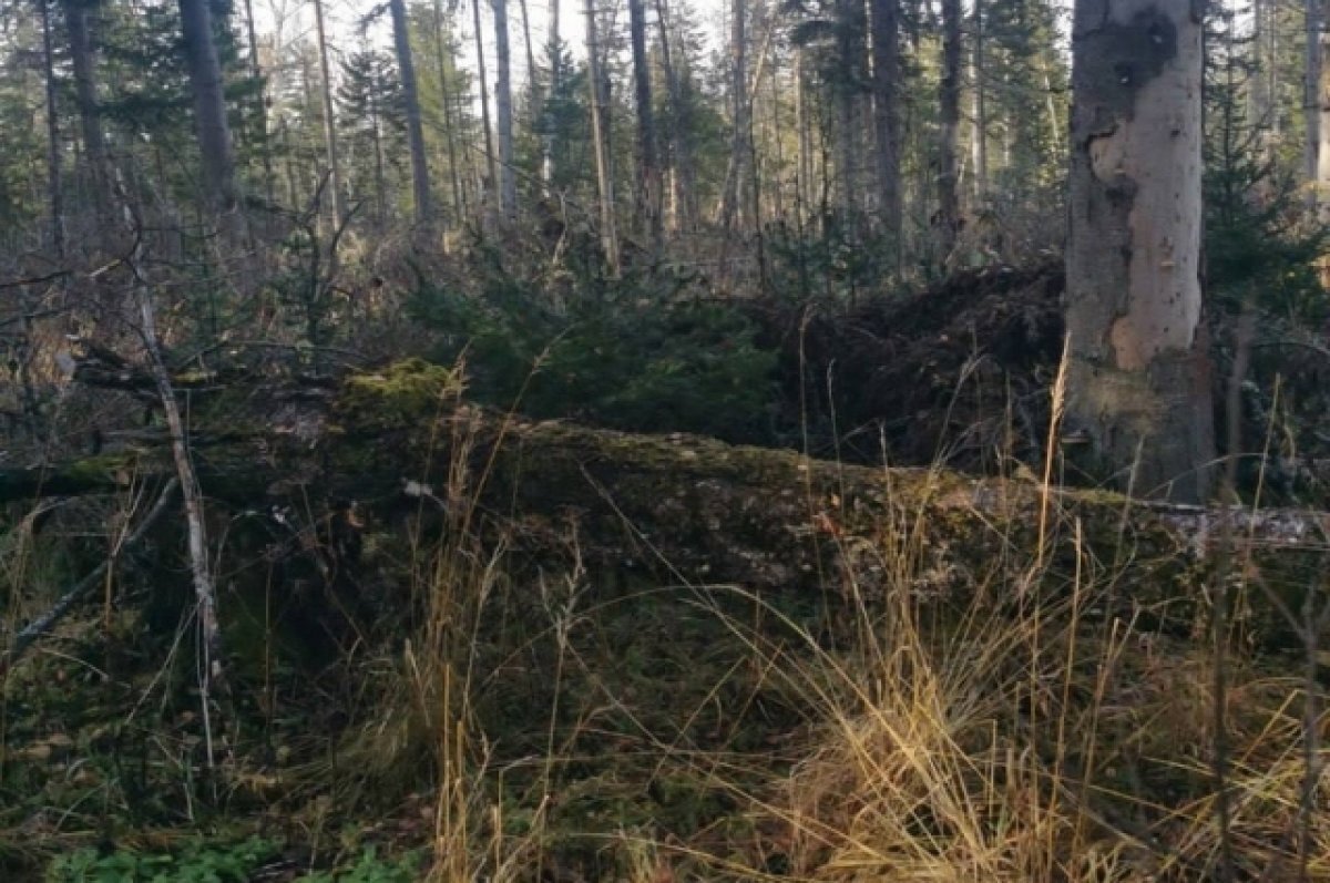    Предприниматель незаконно вырубил лес на 10,5 млн рублей.