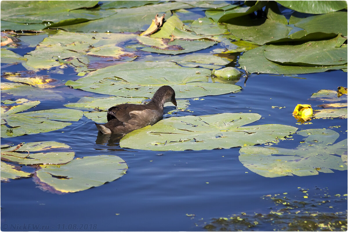 2. Молодёжь камышницы © NickFW.ru - 11.08.2018г.