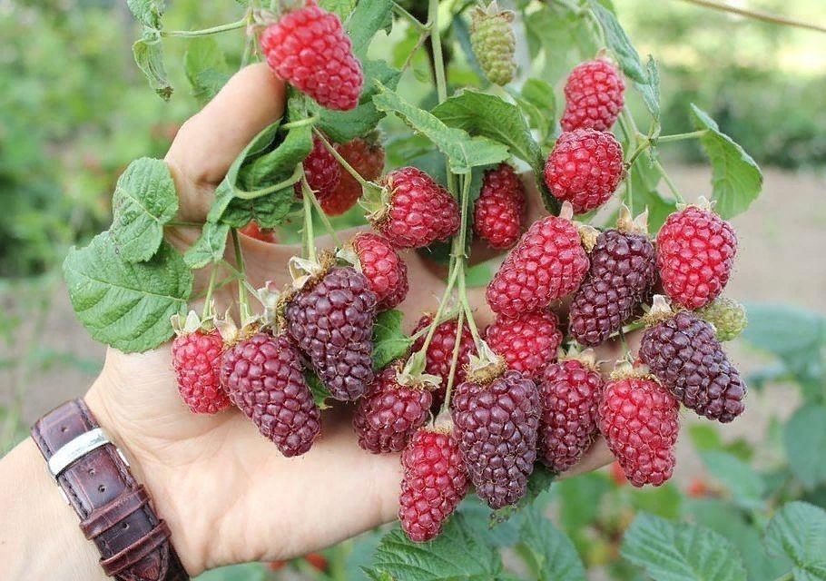 Малина Тайберри (фото из интернета)