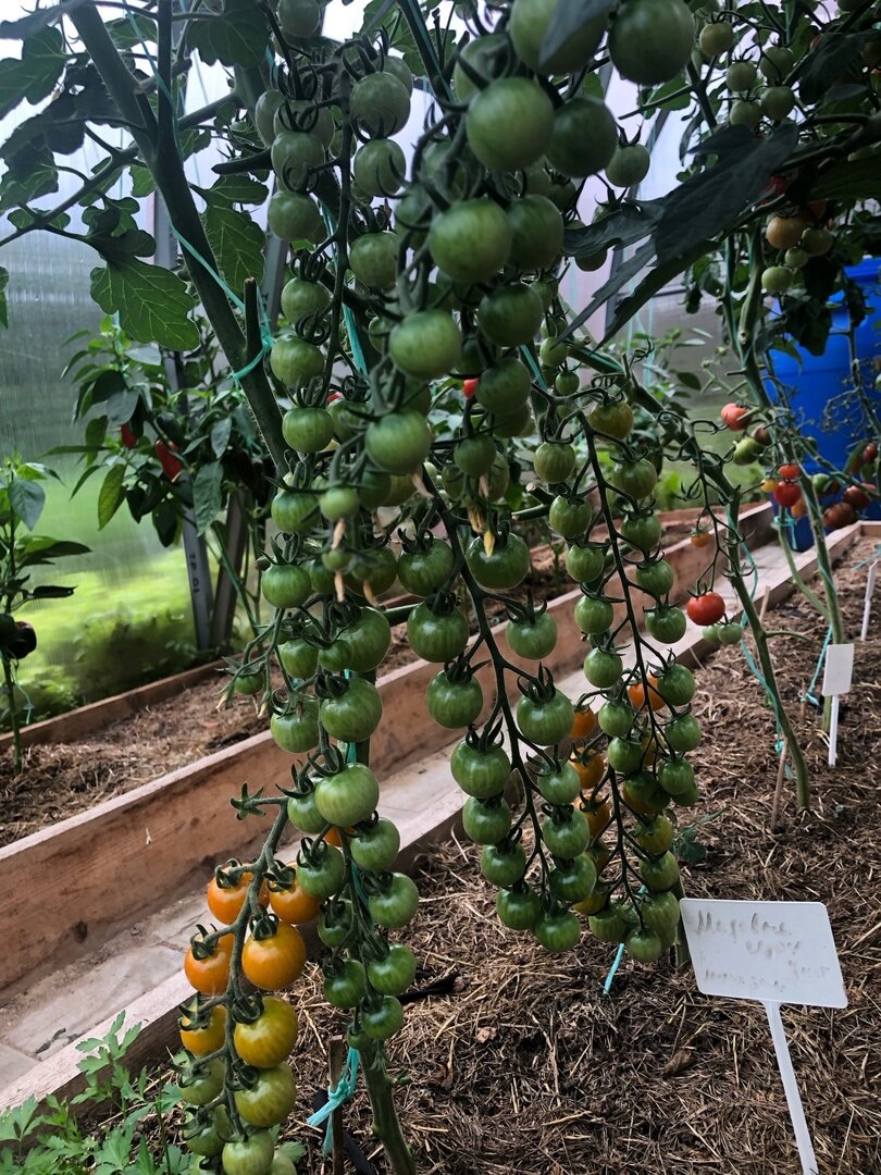 #сад #дача #огород