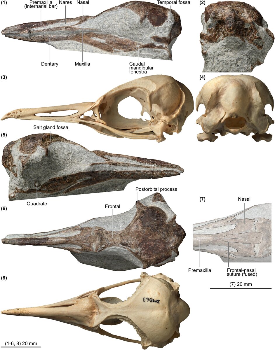   Daniel B. Thomas et al. / Journal of Paleontology, 2023