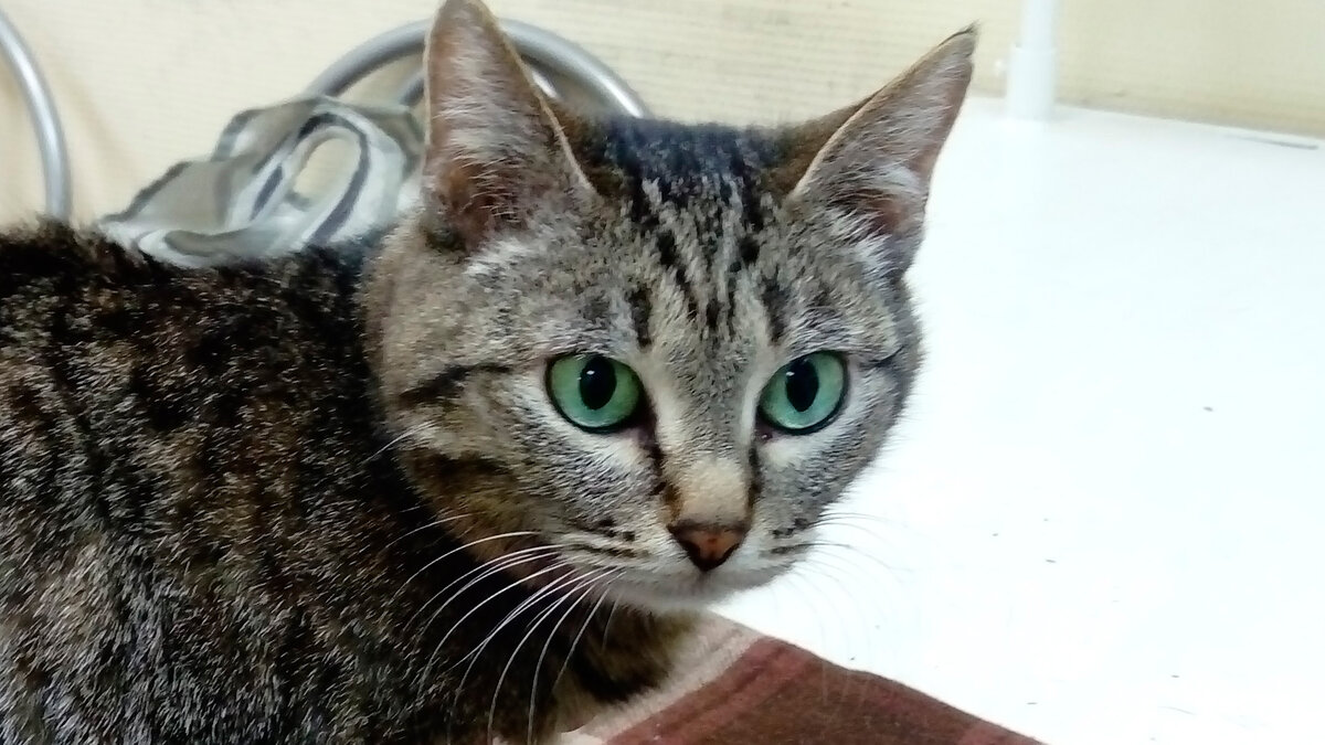 Лапочка. Но это фото из архива, прошлогоднее, сейчас кошка не так красиво выглядит. Впрочем, сейчас все сами увидите | Все фото в тексте - автора