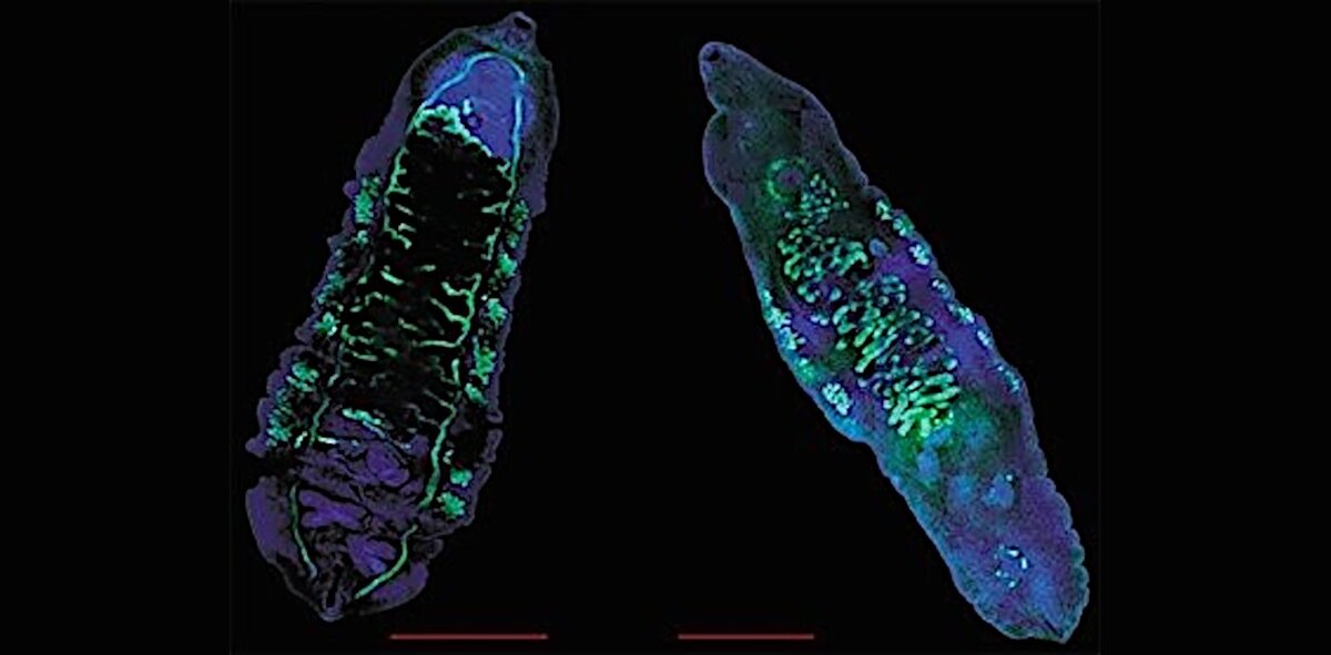 Паразитические трематоды O. viverrini и O. felineus. Лазерная сканирующая микроскопия. По: (Мордвинов, Фурман, 2013)