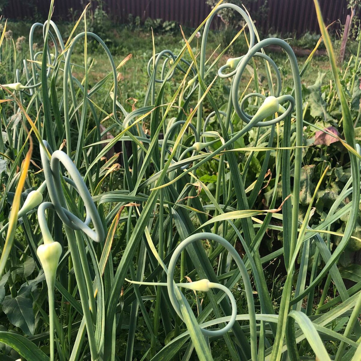 Вот так выглядят закручивающиеся стрелки чеснока на моей грядке.