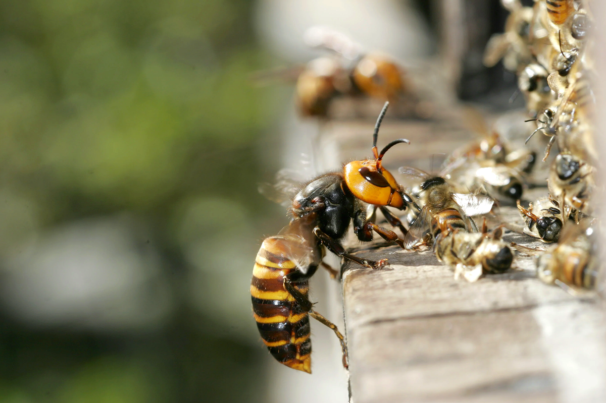 Шершень фото размер с пчелой в сравнении