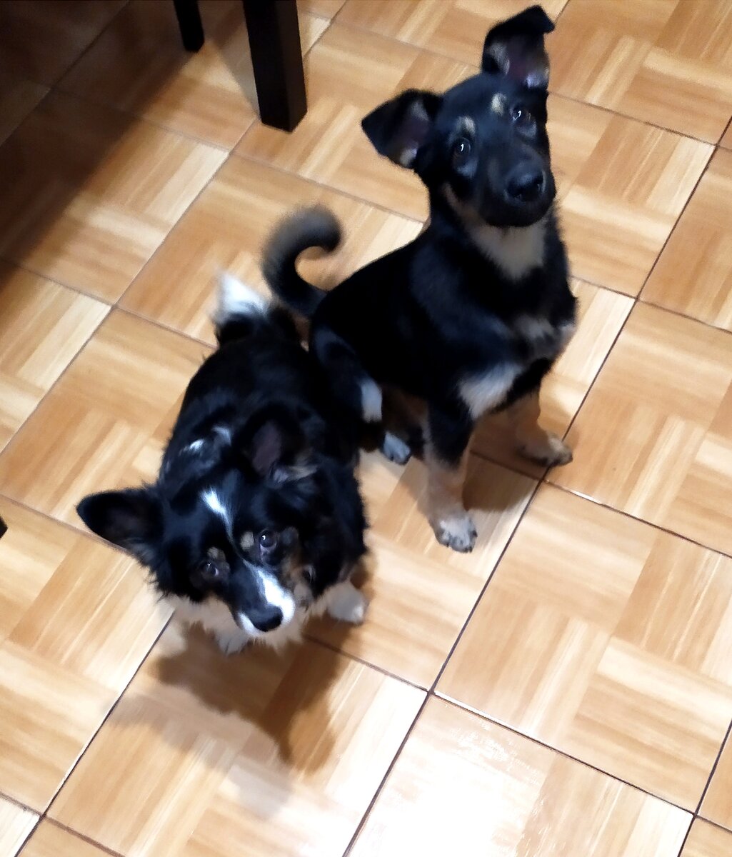 Здесь Лялька уже подросла. Она справа. 