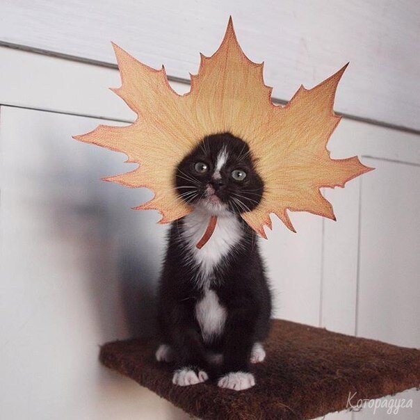 Источник: pinterest.com