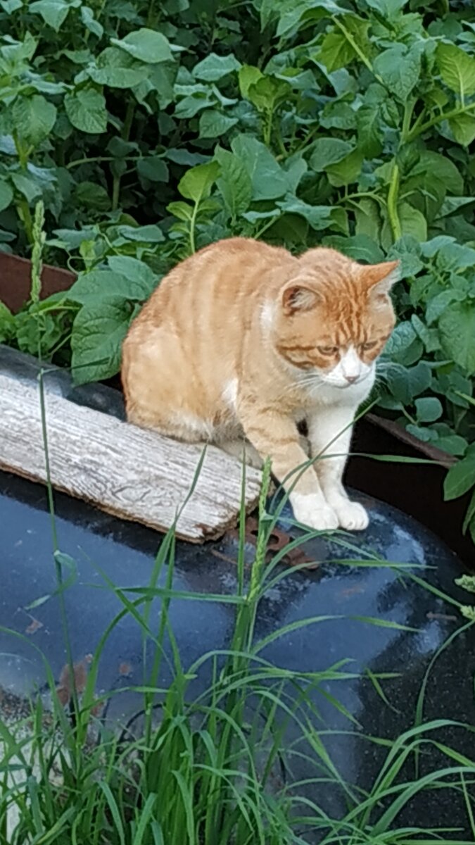 Кот на прогулке в огороде. 