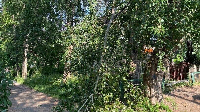     Аварийное дерево обрушилось во дворе одного из жилых домов, фото появились в соцсетях.