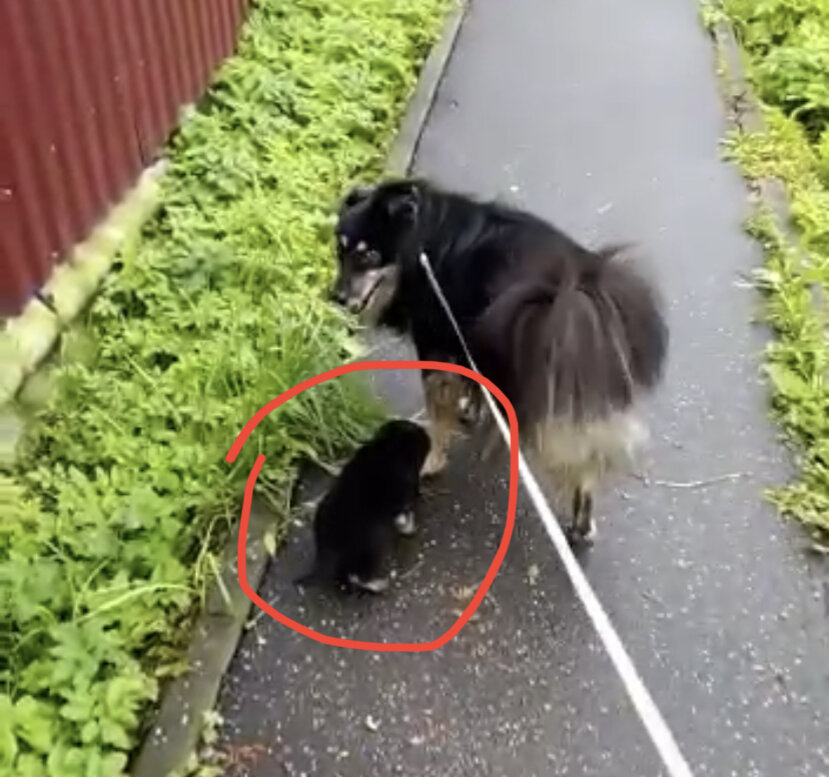  Эта необыкновенная история началась в Курске. Я узнала, что в пустой квартире, в полном одиночестве живёт собачка - инвалид на трех лапках. Зовут ее Диночка.-5