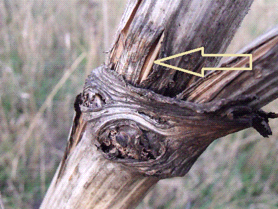 Невероятно, и казалось бы, что на ответвление от основного стебля идут отдельные пучки спиралевидных нитей, а нет, зима сняла кожу со стебля чистотела, оголив одеревеневший скелет. Очевидность такова = костная ткань ответвления стебля чистотела формируется частью спиралевидных нитей из каждого пучка основного стебля. При этом, и это очевидно, сам основной стебель за ответвлением, как и каждый пучок спиралевидных трубок диаметрально уменьшились. В то же время, количество пучков в ответвлении равно количеству пучков до ответвления в материнском стебле. 
