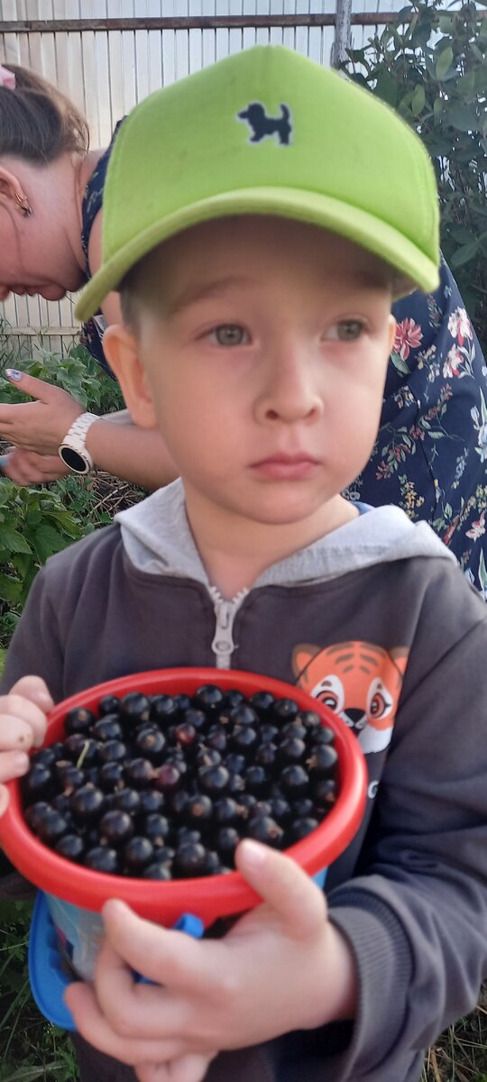 Фото автора. Сбор ягод. 