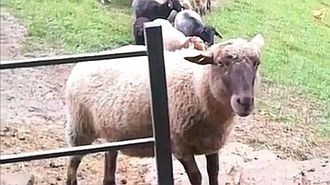 Добрые и весёлые козы