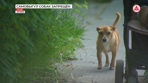 Жителям Урая напомнили о запрете на самовыгул собак