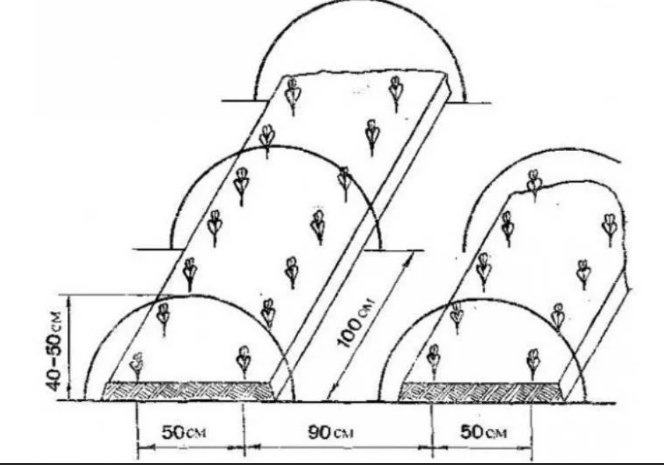 По какой схеме сажать огурцы в открытый грунт