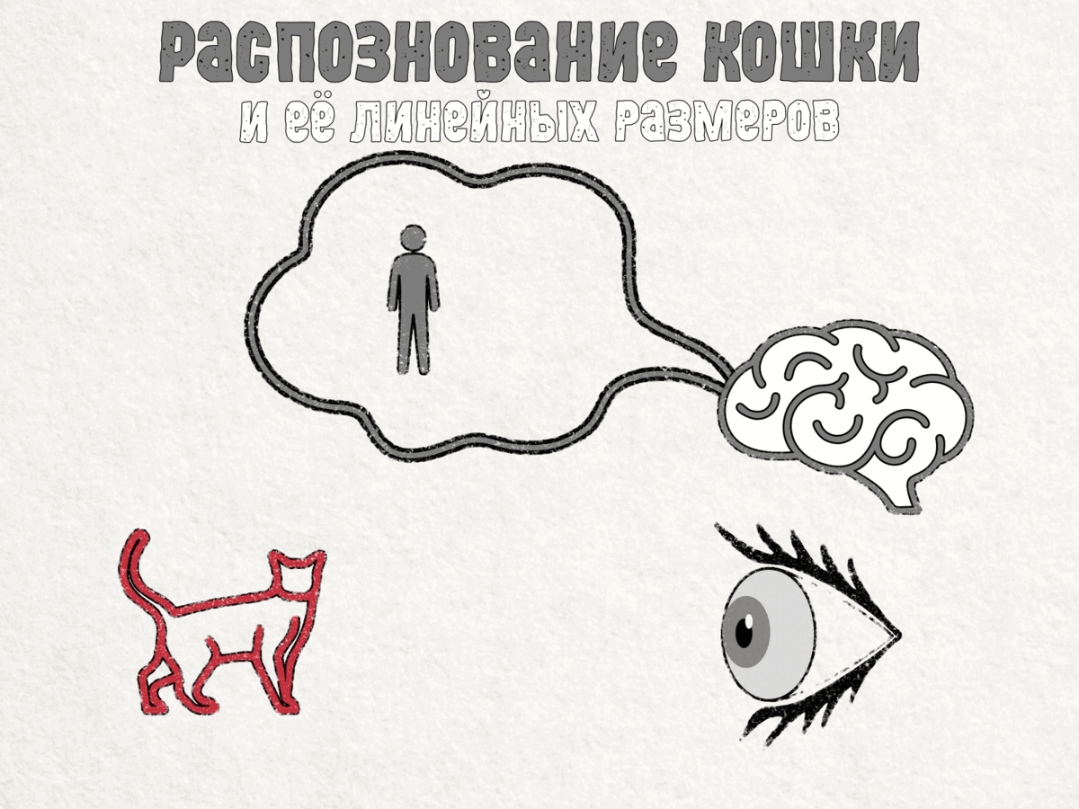 Когда человек видит предмет, он понимает что это кошка и она маленькая.