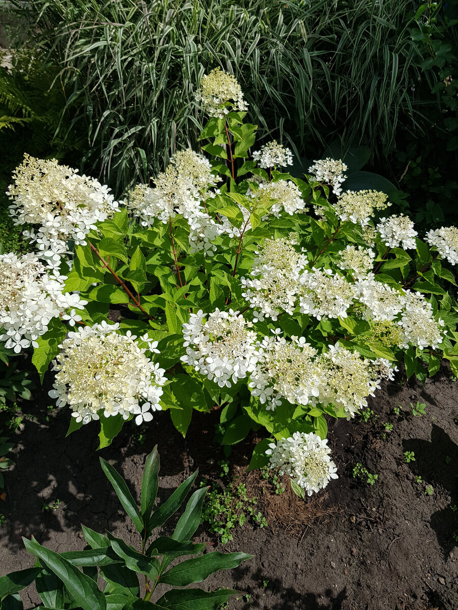 Метельчатая гортензия Фантом вначале цветения,  фото автора