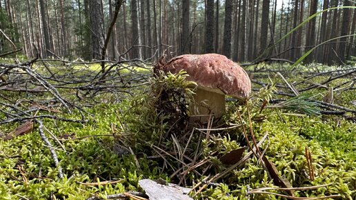 Свежие новости из Тверской области (Вышневолоцкий и Лесной районы). Июльское лесное ассорти. Как отличить рыжик от волнушки…