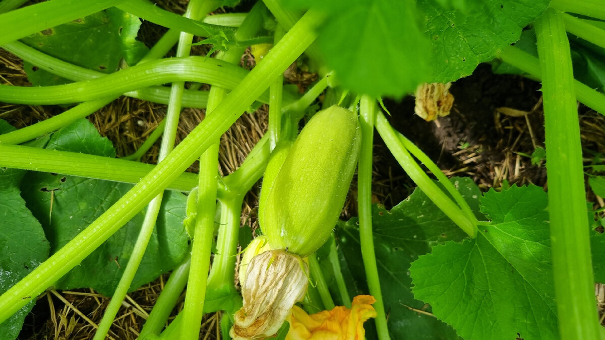 Как повысить урожайность кабачков: советы для решения проблемы недостатка завязей