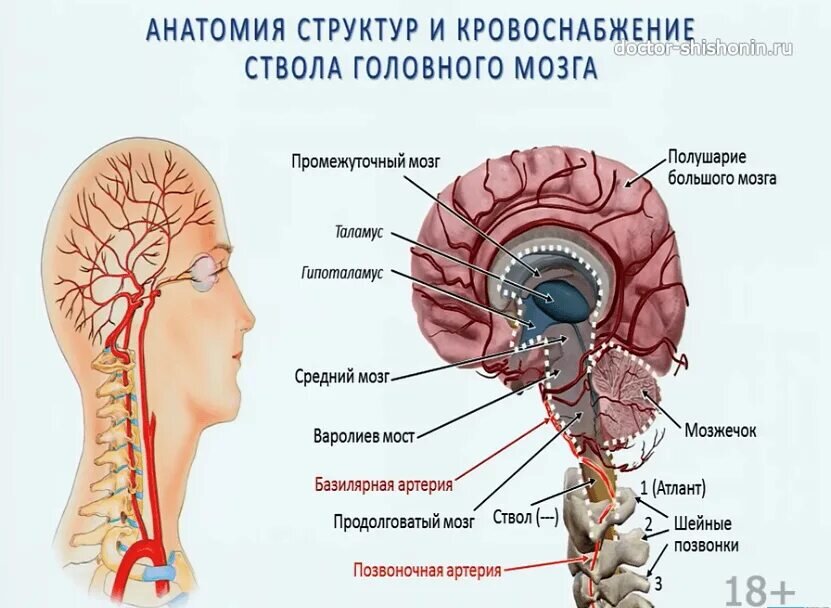 Поступление крови в мозг. Кровоснабжение ствола головного мозга. Анатомические структуры мозгового ствола. Кровоснабжение ствола мозга анатомия. Инсульт ствола головного мозга.