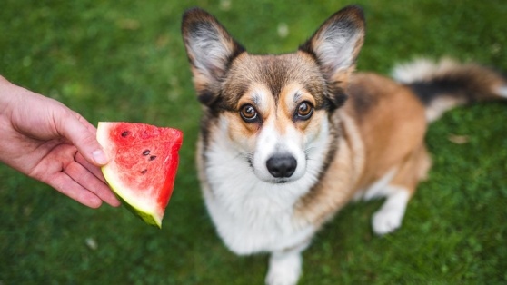    Кинолог рассказал, какими овощами и фруктами нельзя кормить собаку Ксения Пудовкина