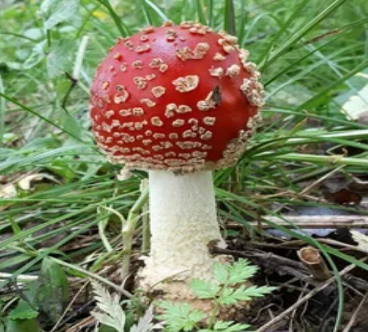 Amanita muscaria