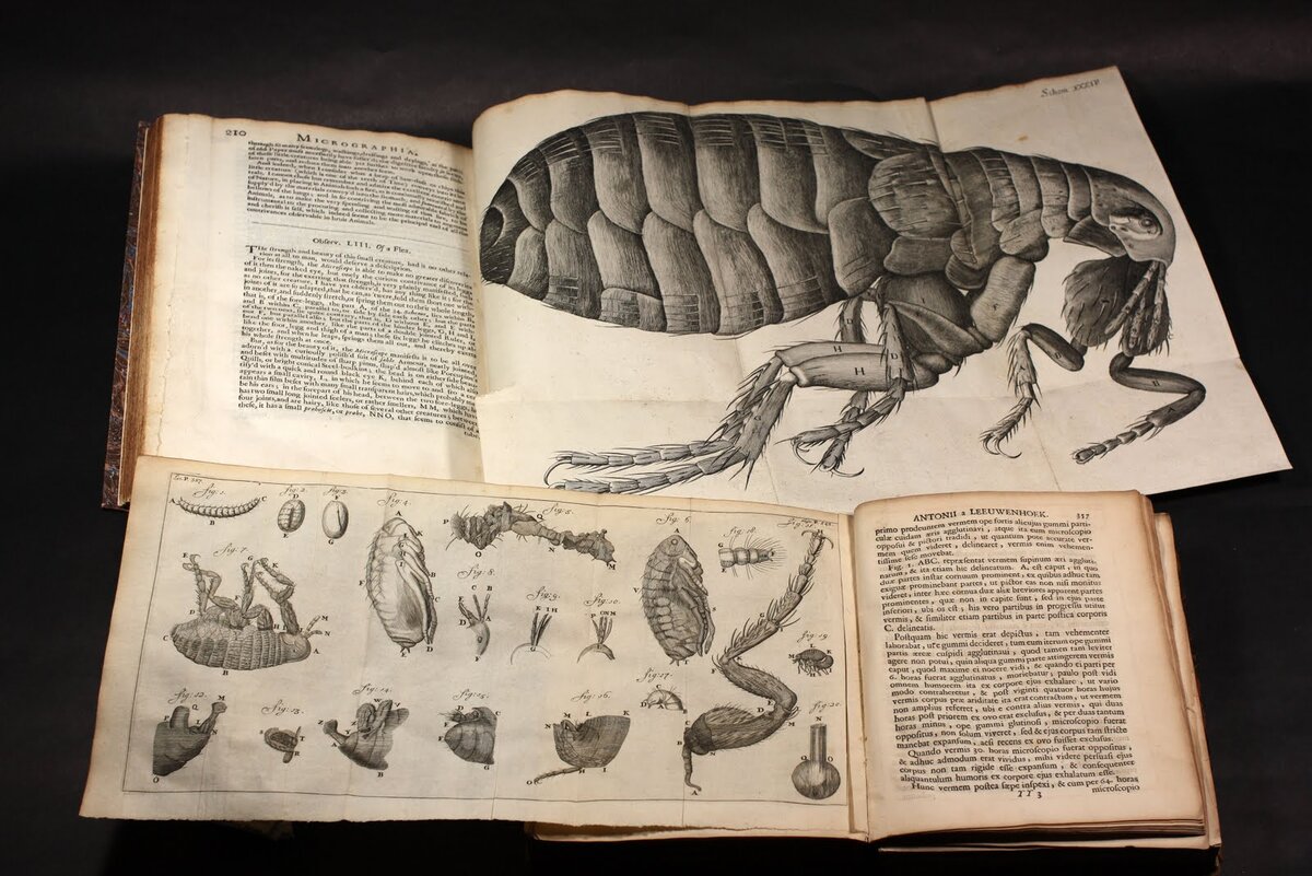 Роберт Гук "микрография"