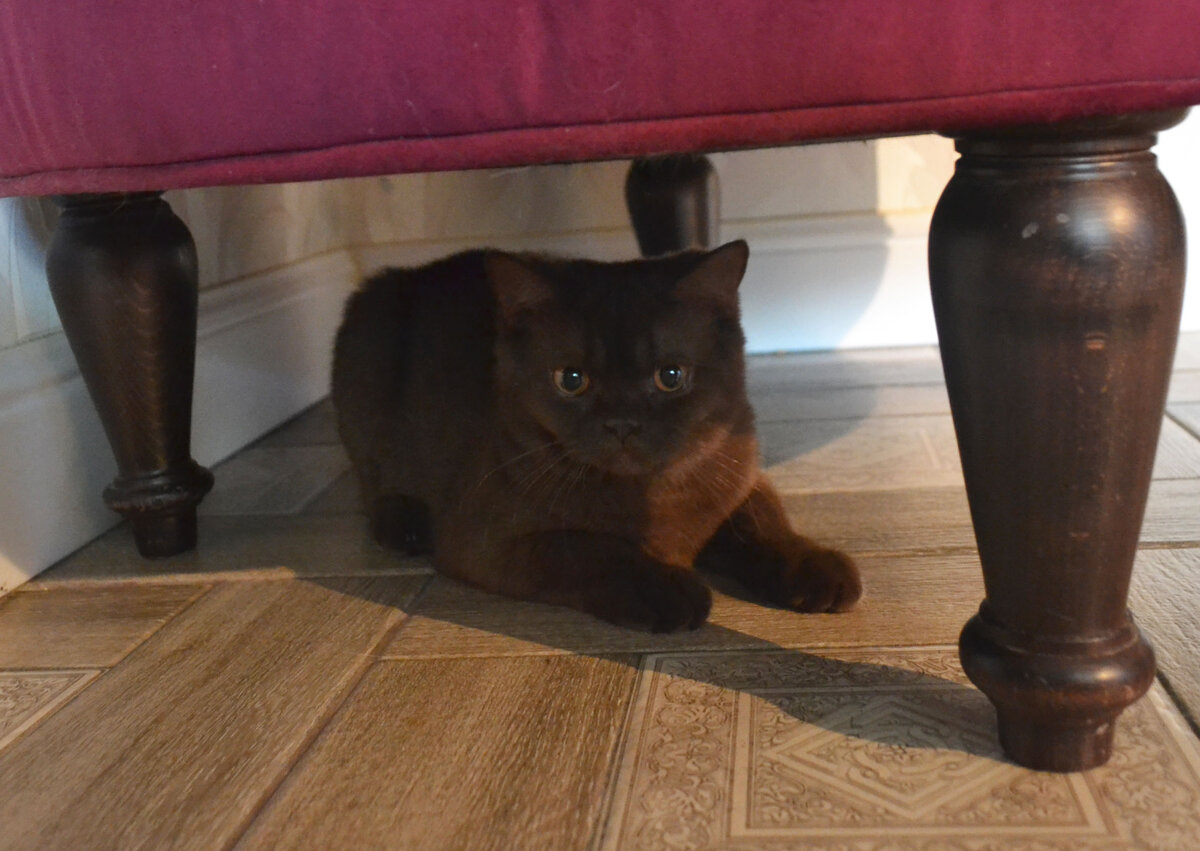 Отсюда видно все, вы так и знайте😾