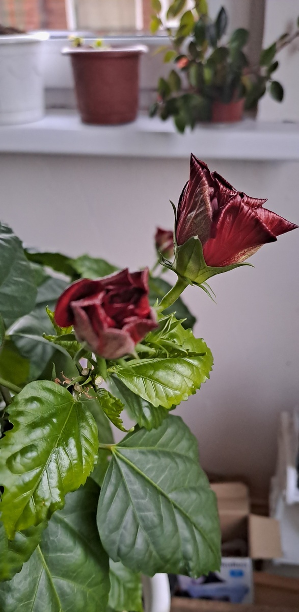 Розан  весь в бутонах (фото автора)