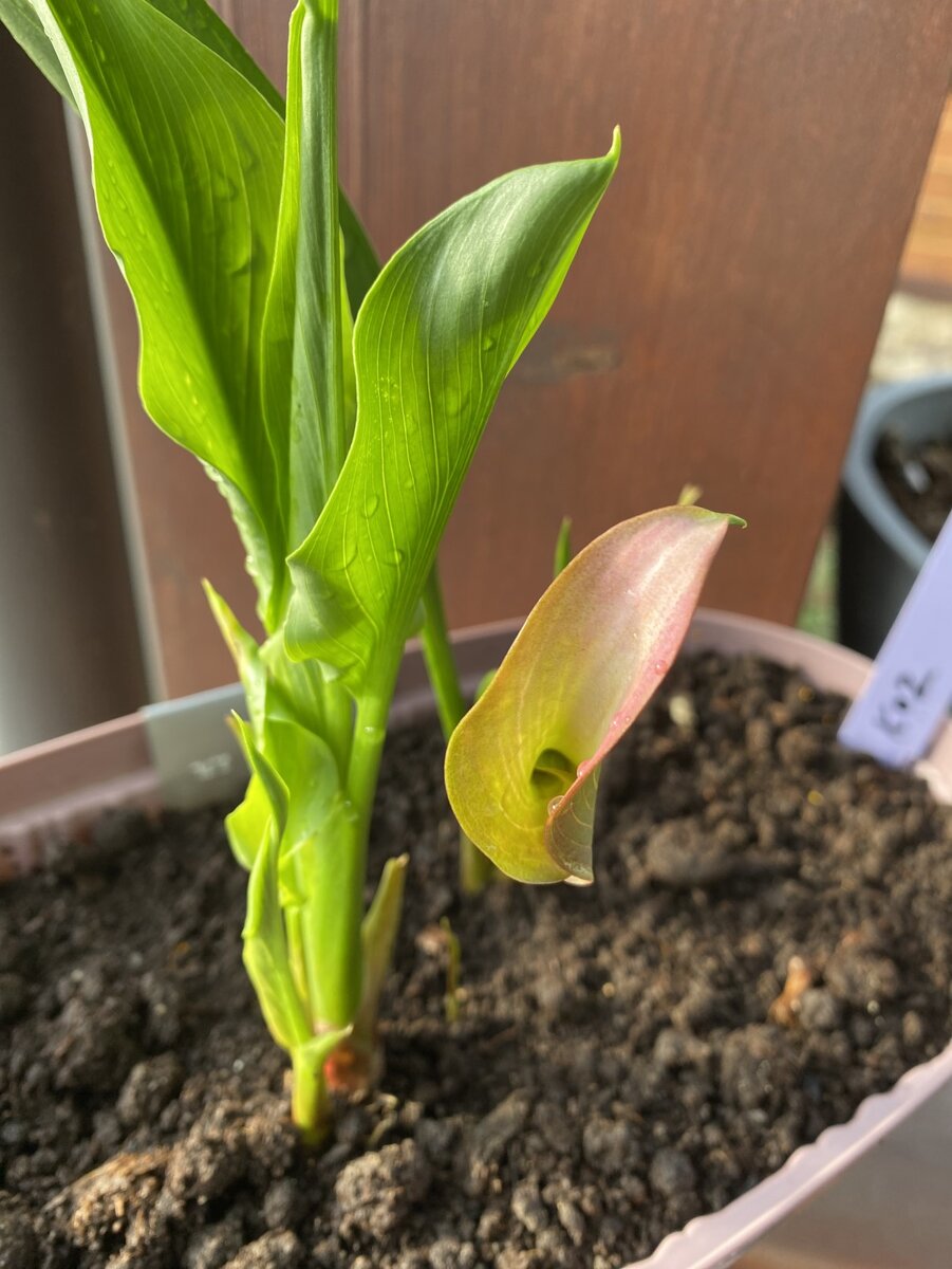 Калла Самур