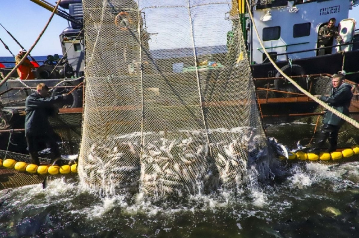    За 1,5 месяца в Усть-Камчатском районе изъята тонна браконьерского лосося