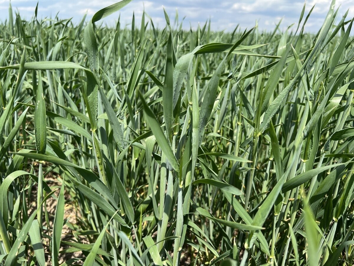 Азоксит, КС - Озимая пшеница ООО Кавказ Ставропольский край