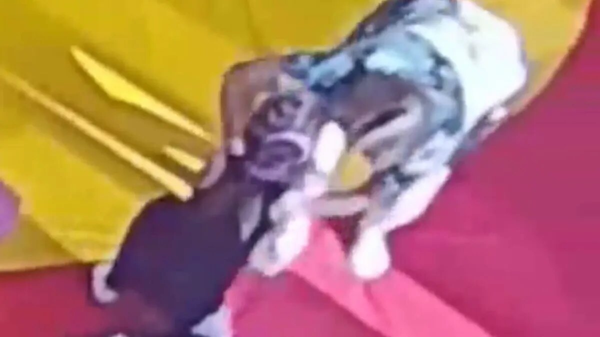 Фото: кадр из видео