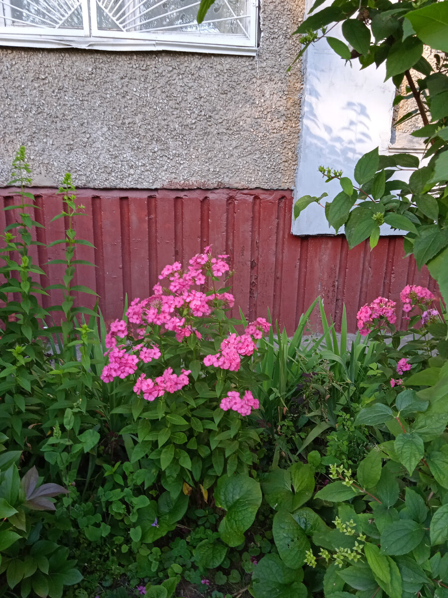 Городские цветы | Источник радости и вдохновения | Дзен