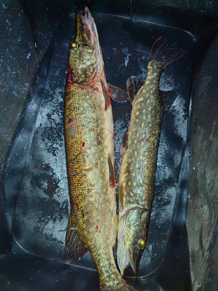 Наш улов 28.07.23