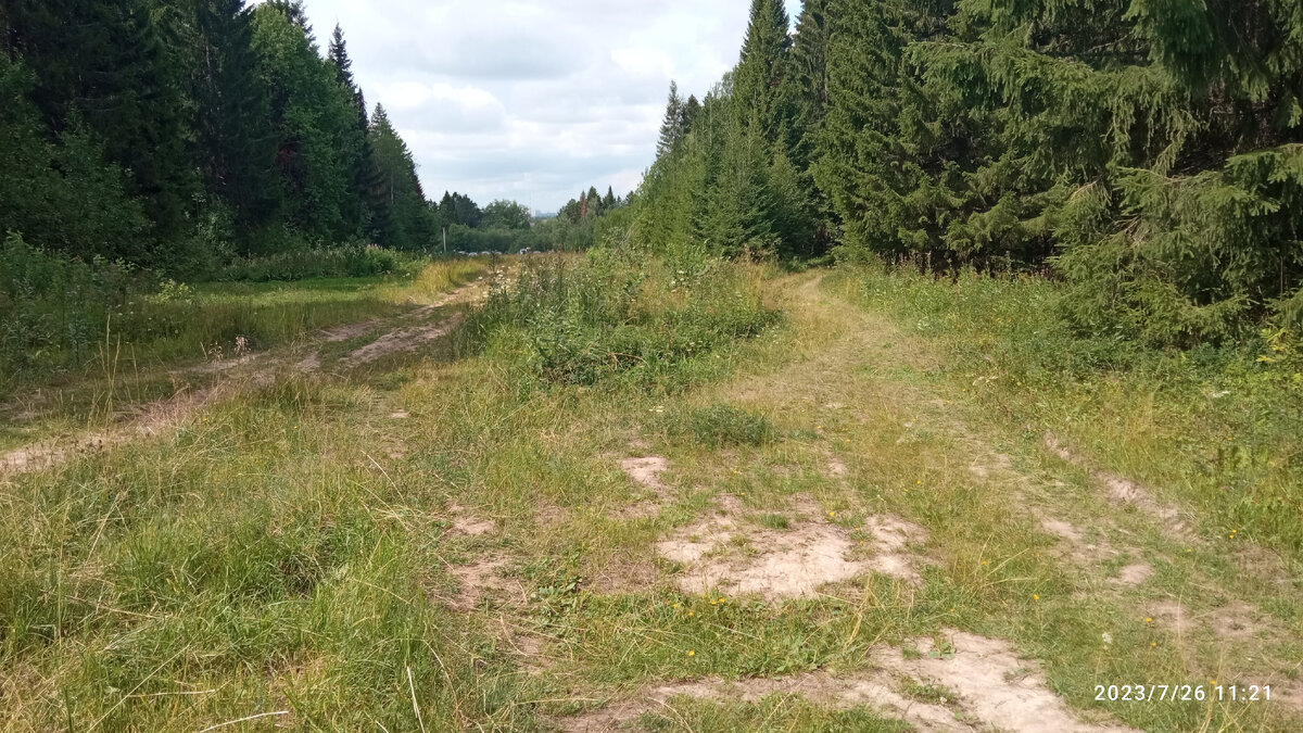 Дорога в лесу. 