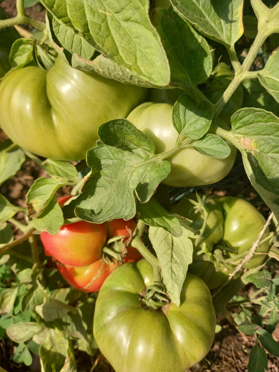 Наконец-то получила сладкие томаты с ровной окраской, плотные, мясистые ...