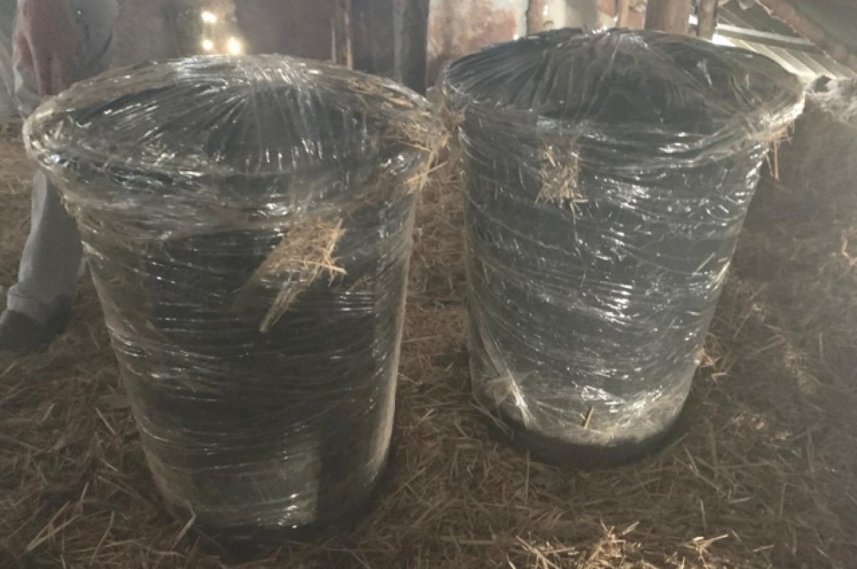    В Волгограде надолго отправили в колонию подельников, разводивших коноплю