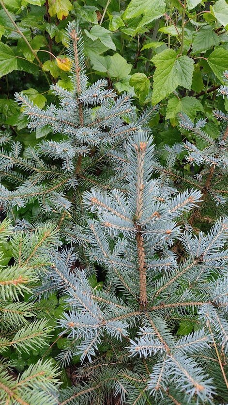 ель голубая Мажестик