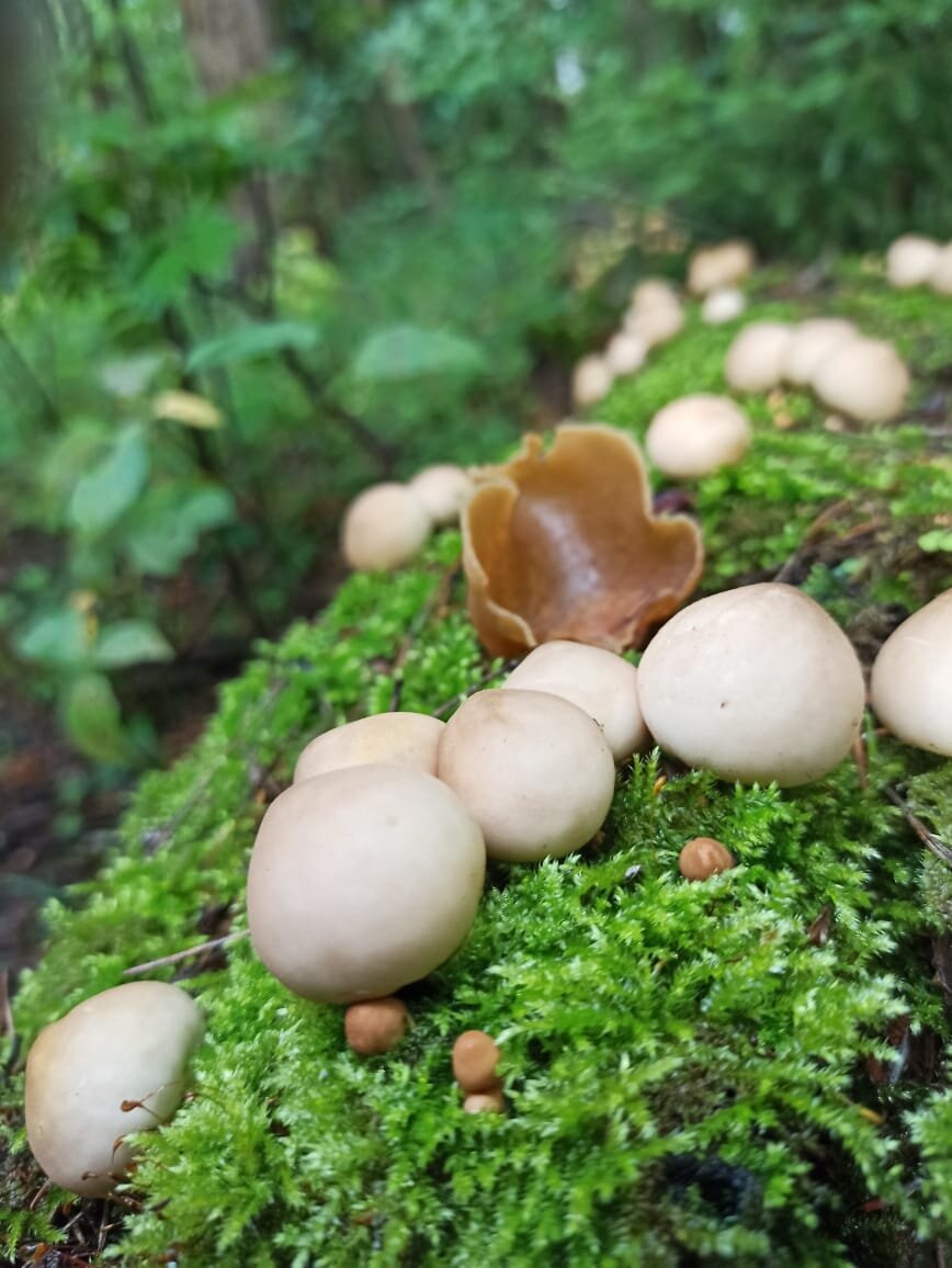 Тут ещё видны какие-то коричневые грибы