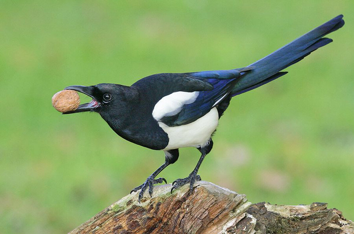 Ворона с открытым клювом. Пища сороки. Еда сороки. Пища сороки. Вороны и сороки зимой.