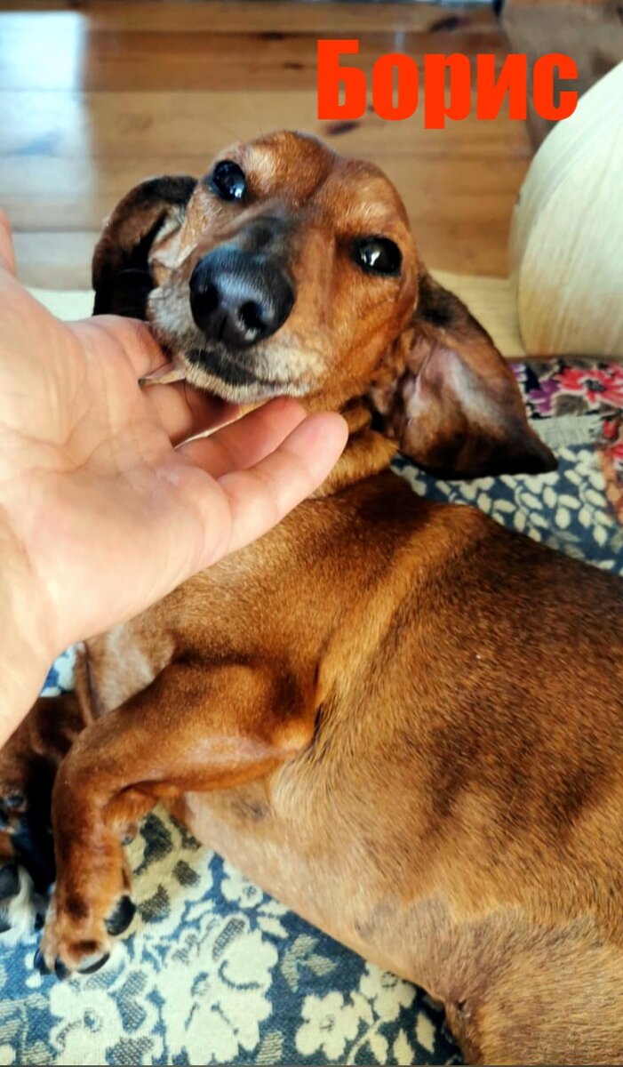 Такса-альбинос годами искала хозяина