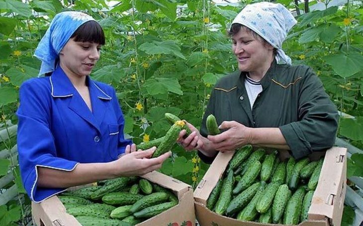    На «Волгоградском овощеводе» расскажут о новинках российской селекции