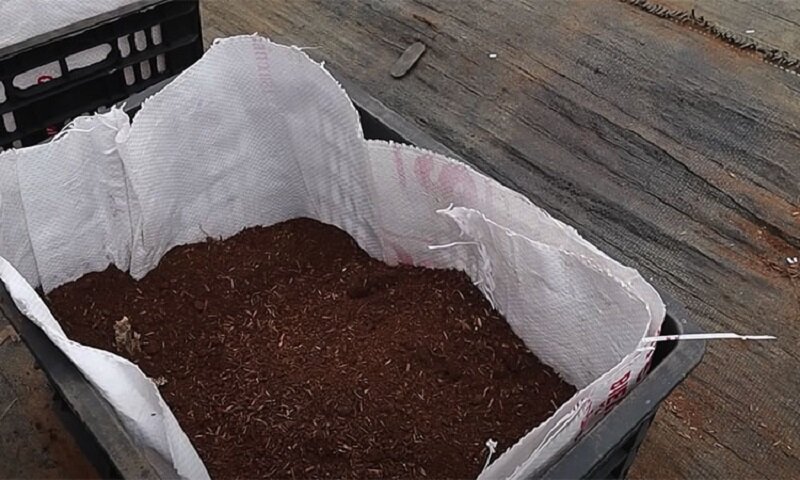 Натуральные сахарные арбузы можно выращивать круглый год