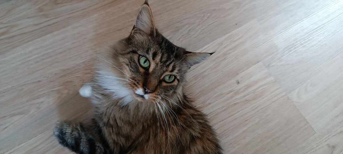 Кошка-Фортушка не понимает, из-за чего люди страдают ерундой