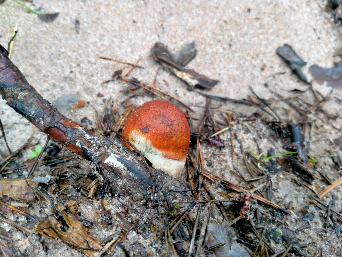 Ну разве не красавец!